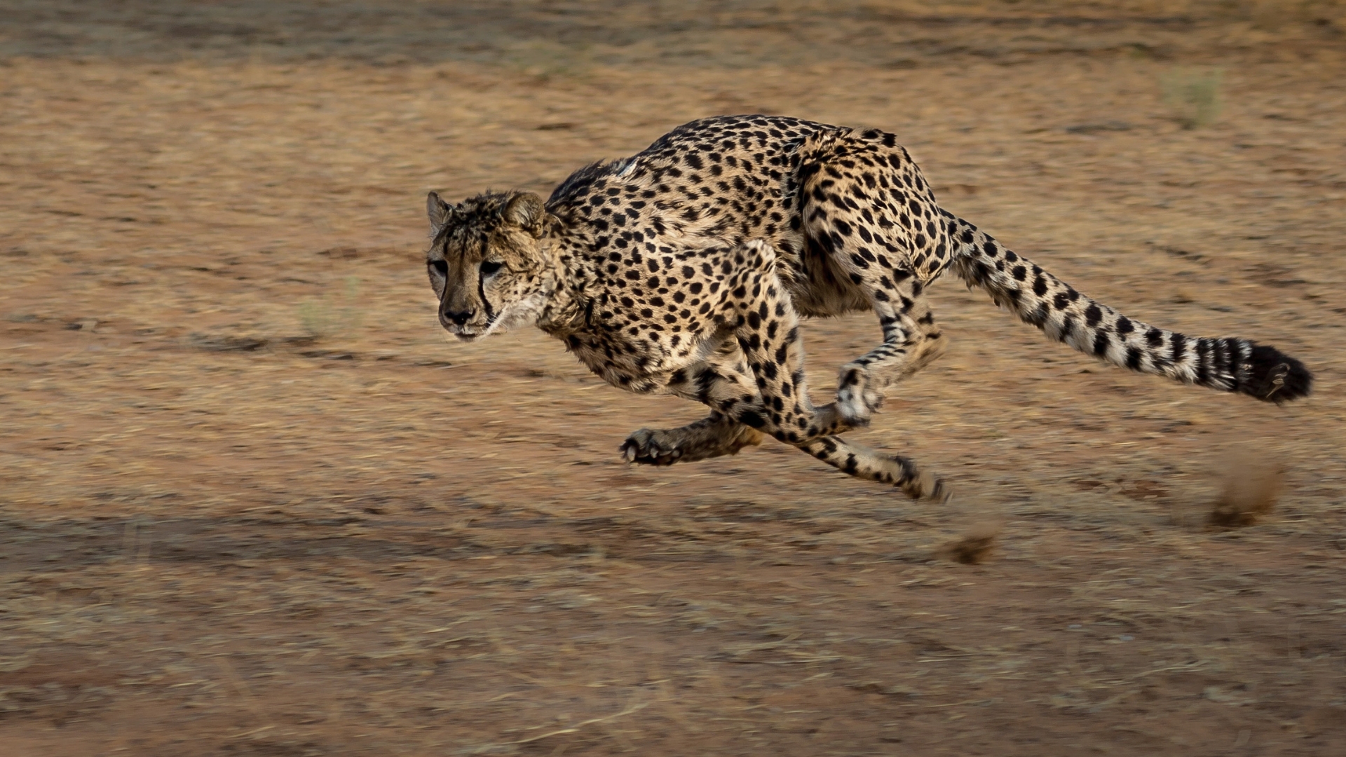 Speed in business decision-making and growth strategy